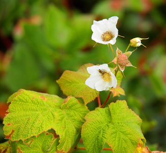 [Two white six-petaled flowers shaped like a cup with the yellow centers as the 'bottom' of the cup. A yellow and black striped insect sits at the center of one.]